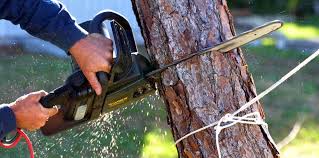 Reliable Fountain Hills, AZ  Tree Services Solutions