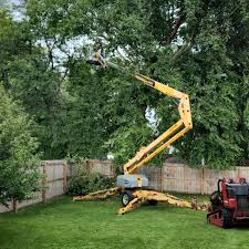 Best Tree Preservation Services  in Fountain Hills, AZ