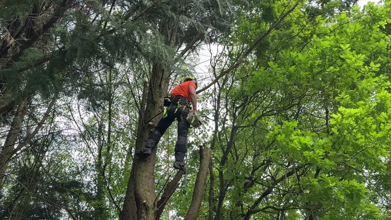 Best Tree Mulching  in Fountain Hills, AZ