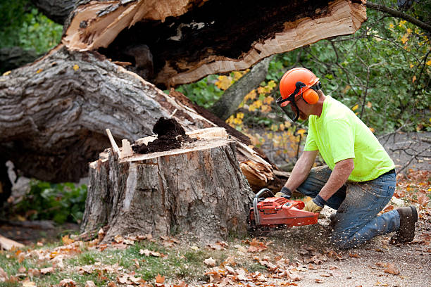 Why Choose Our Tree Removal Services in Fountain Hills, AZ?